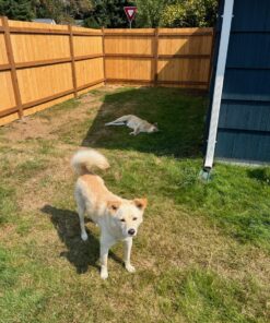 Freeman PFR2190 Pneumatic 21 Degree 3-1/2" Framing Nailer with Case 21º Plastic Collated Full-Head 28 813bIOj0VvL