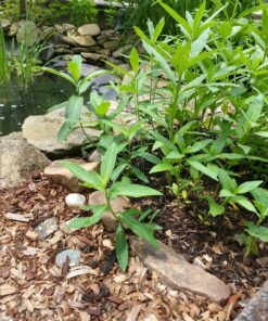 Sow Right Seeds - Milkweed Variety Seed Collection - Includes Butterfly, Common, and Showy Milkweed - Attract Monarchs and Other Butterflies to Your Garden - Non-GMO Heirloom Seeds 23 813fKs3qm3L