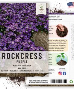 Seed Needs, Purple Rockcress Seeds - 1,000 Heirloom Seeds for Planting Aubrieta deltoidea - Perennial Flower Great for Rock Gardens, Groundcover, Attracts Pollinators (5 Packs) 2 Packs (2,000 Seeds) 14 813g8foMrrL