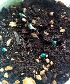 Culinary Herb Seeds Variety Pack - Outdoor & Indoor Herb Garden Kit - 10 Non-GMO Herb Garden Seeds for Planting & Book - Basil Seeds, Dill Seeds, Rosemary Seeds, Thyme Seeds, & More 32 813h0aMR8RL