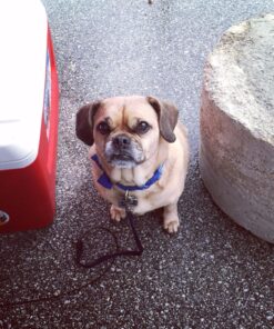 Purina Pro Plan Senior Dog Food With Probiotics for Dogs, Bright Mind 7+ Chicken & Rice Formula - 16 lb. Bag 16.00 Pound (Pack of 1) 41 813hidKEQlL