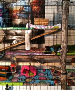 Kaytee All Natural Timothy Hay for Guinea Pigs, Rabbits & Other Small Animals, 6 Pound 6 Pound (Pack of 1) 34 813i2SQRzKL