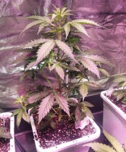 AGLEX 420W COB LED Grow Light, Full Spectrum Plant Grow Lamp with Daisy Chain Veg and Bloom Switch for Hydroponic Greenhouse Indoor Plant Veg and Flower (C2000) C2000 58 813kuTj2JmL