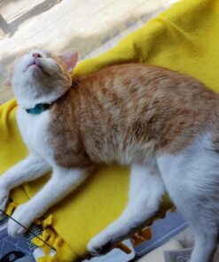 Kitty Cot Original World's Best Cat Perch (Large) Black Color Kitty Cot Large 53 813pIZ5MDpL