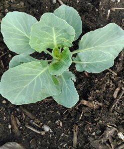 Safer Brand 5163 Caterpillar Killer II Concentrate, 16 Oz For Insects 1 Pack 31 813tIX5ZEZL