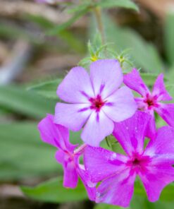 Nikon AF-S VR Micro-NIKKOR 105mm f/2.8G IF-ED Lens Lens Only 55 813ve 9UnPL