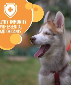 IAMS Smart Puppy Large Breed Dry Dog Food with Real Chicken, 30.6 lb. Bag 30.6 Pound (Pack of 1) 29 813xiRHvpL