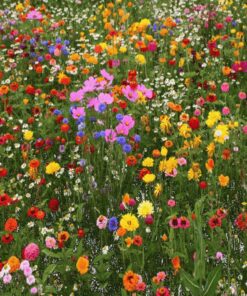 Alternative view of Premium North American Native Wildflower Seed Mix, No Fillers, 1/2 LB