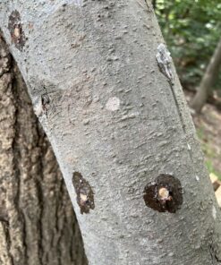 2funguys Shiitake Plug Spawn Starter Kit - Grown Your Own Mushrooms 26 8141UZeVsAL