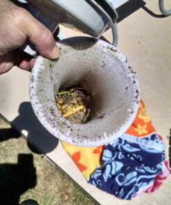 Pool Systems USA 5 Piece Filter Savers, Skimmer Socks 1 15 8143m6ypaCL