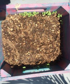 Survival Essentials Garden Heirloom Seed Vault, 100 Variety, Over 17,500 Vegetable, Fruit, and Herbs Seeds, Non-GMO, Non-Hybrid, Plus Free Microgreens Kit 48 8146gFeklCL