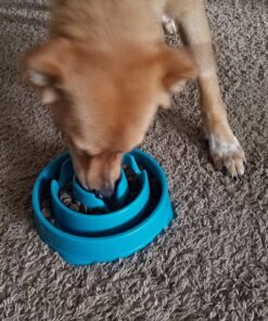 Outward Hound Fun Feeder Slo Bowl, Slow Feeder Dog Bowl, Medium/Mini, Turquoise 33 8149cmiB7L