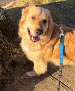 1 Pair 3 Inch White Rubber Coated Brass Swivel Snap Clips - Heavy Duty Flag Pole Halyard Rope Attachment Hooks Accessory, Coated for Reduce Noise 2 White Rubber Brass Snap 14 814AHH92f7L