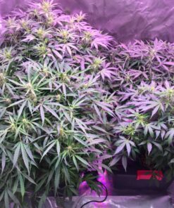 General Hydroponics pH Down Liquid Premium Buffering For pH Stability, Quart 1 quart 28 814Aa0uVohL