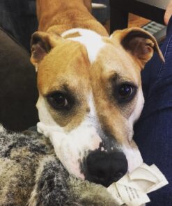 Lilly Brush Forever Furless Pet Hair Remover Brush | Gentle Bristled Cat & Dog Hair Remover Brush for Home, Auto Car Detailing Supplies, Lint Brush, Furniture, Fabric & Rug Cleaner 44 814F1qQwVeL 1