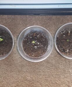 Heirloom Seeds for Planting Vegetables and Fruits - Survival Essentials 135 Variety Seed Vault - Medicinal Herb Seeds - Grow Healthy Non-GMO Food 71 814Gntv2P2L