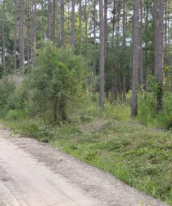 Pool Supply Town 12" x 3T 12-Inch 3 Teeth Heave Duty Steel Brush Cutter Trimmer Weed Eater Blade 33 814ICcEKZyL