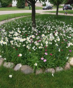 Eden Brothers All Perennial Wildflower Mixed Seeds for Planting, 1/4 lb, 120,000+ Seeds with Lupine, Shasta Daisy | Attracts Pollinators, Plant in Spring or Fall, Zones 3, 4, 5, 6, 7, 8, 9, 10 1/4 Pound 53 814KEZiJNL
