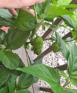 Moruga Scorpion Pepper - Grow Your Own Hottest Pepper in the World! - 2,000,000SHU 3oz/85gr 29 814MWAR6sfL 1