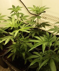 Canna CA1260+CA1270 Coco A & B, 1 L, Set of 2 Plant Growth, White/Brown 19 814NB2ChPWL