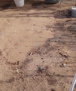 Glass Gem Indian Corn Heirloom Seed - The Most Beautiful Corn in the World! 37 814OQGFRTuL