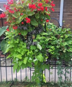 Miracle-Gro Pour & Feed Plant Food, Fertilizer Instantly Feeds Live Plants, For Outdoor & Indoor Plants in Containers, 32 oz. 23 814Oabx jkL