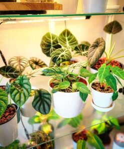 SUPERthrive The Original Vitamin Solution - Liquid Concentrate, May Add to Any Fertilizing Program, 4 fl. oz. 4 Ounces 45 814PXmKNxaL