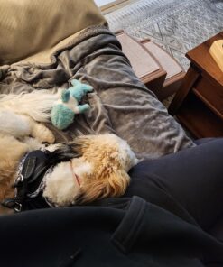 Pet Gear Easy Step II Pet Stairs, 2 Step For Cats/Dogs Up To 75-Pounds, Portable, Removable Washable Carpet Tread, No Tools Required, Available In 4 Colors,Light Cocoa Light Cocoa 18 814Pguu881L