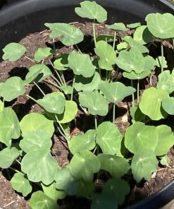 Seed Needs, 350+ Nasturtium Seeds for Planting - Jewel Mixture (Tropaeolum nanum) Non-GMO, Easy to Grow Mix, Attracts Pollinators - Bulk Bulk Pack (350 Seeds) 34 814SY2AjNYL