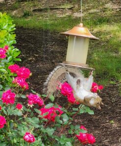 Perky-Pet 312-1SR Outdoor Panorama Wild Bird Feeder - 2 Lb Seed Capacity Brown 36 814YQda1v1L