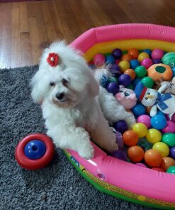 Intex Sunset Glow Baby Pool (34 in x 10 in) 22 814YWVsEgyL