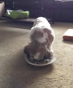 The Honest Kitchen Human Grade Dehydrated Grain Free Dog Food – Complete Meal or Dog Food Topper – Chicken 10 lb (makes 40 lbs) 10 Pound (Pack of 1) 42 814awc 7ysL