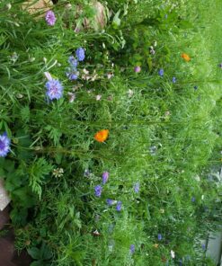 Eden Brothers Southeast Wildflower Mixed Seeds for Planting, 1 lb, 480,000+ Seeds with Cornflower, Blanket Flower | Attracts Pollinators, Plant in Spring or Fall, Zones 3, 4, 5, 6, 7, 8, 9, 10 1 Pound 53 814axrUBoL