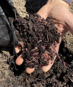Uncle Jim's Worm Farm Red Wiggler Composting Worms Mix for Garden Soil or Fishing | Pack of Compost Worms Improves Soil Structure and Quality for Healthier Gardens | 250 Count Seafood 250 Count (Pack of 1) 26 814cqOnQncL