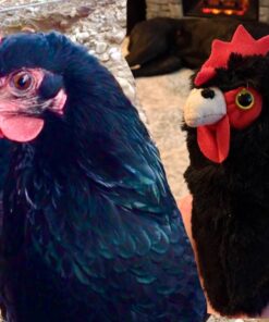 Adore 12" Standing Aussie The Hen Chicken Plush Stuffed Animal Toy 13 814dh4tYWRL