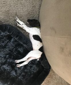 IAMS Smart Puppy Large Breed Dry Dog Food with Real Chicken, 30.6 lb. Bag 30.6 Pound (Pack of 1) 50 814k1nBKpL