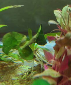 Florida 10 Species Live Aquarium Plants Bundle 39 814m9pweSNL