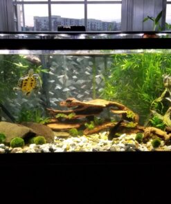 Marina Decor Mangrove Root, Large 38 814mNjWmY L