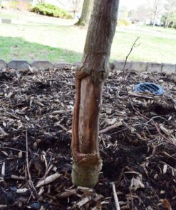 EasyFlex 1131-6C Tree Trunk Protector, 6 Count (Pack of 1), Gray 6 Count (Pack of 1) 34 814mrBG6 1L