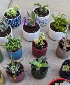 Shop Succulents Unique Succulent Plant Pack Bulk Collection - Live Mini Succulent Plants, Low Maintenance, Exceptional Colors & Textures - Wedding and Party Favors, Gift & Garden, Pack of 20 20-Pack Succulent Packs 49 814pSg aqIL