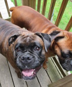 GOOD 'N' FUN Triple Flavor Chews, Rawhide Treats for Dogs 6 Count (Pack of 1) 23 814pvbZkfjL