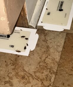 Catchmaster Mouse and Insect Glue Boards, 75-Pack Mouse Traps Indoor for Home, Sticky Pest Control Adhesive for Catching Bugs, Rats & Rodents, Non Toxic Bulk Glue Traps Standard 37 814umcQyYpL