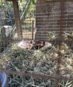 Manna Pro Fresh Flakes | Chicken Coop Bedding | Pine Shavings for Chicken Bedding | 4 Cubic Feet - 1 Count (Pack of 1) 19 814xg F5qdL