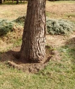 Pool Supply Town 12" x 3T 12-Inch 3 Teeth Heave Duty Steel Brush Cutter Trimmer Weed Eater Blade 29 814xivfwTqL