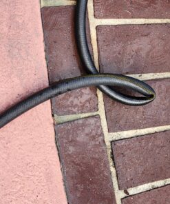 Teknor Apex Neverkink, 8844-50 PRO Water Hose,5/8-in x 50-feet 5/8" x 50ft 13 8151RFfUXWL