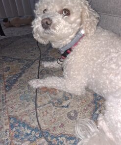 Seresto Large Dog Vet-Recommended Flea & Tick Treatment & Prevention Collar for Dogs Over 18 lbs. | 8 Months Protection 1 Pack Large Dog Only 36 8151YU9xZIL