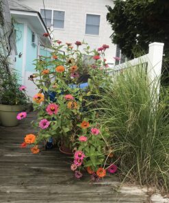 Miracle-Gro Moisture Control Potting Mix - Soil for Indoor & Outdoor Containers, Added Fertilizer Feeds Up to 6 Months, 8 qt. 8 qt. 45 8158aXBeAtL