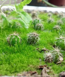 (35 Pack) 8” x 8” Square Baking Cake Pans with Plastic Dome Lids | Heavy Duty l Disposable Aluminum Foil Tins l Portable Food Containers l Perfect for Roasting Oven Toaster Cooking 35 41 8158aeeIHcL