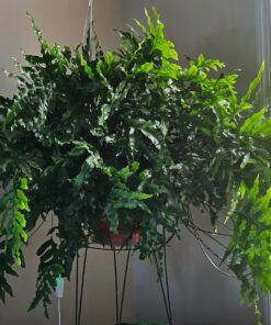 Blumat Classic Plant Watering Stakes | for Everyday Home or Vacation Use | Indoor or Outdoor Water Spikes for Plants | Automatic Drip Irrigation (6 Pack) 6 Pack 44 815Bd3mqq3L