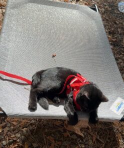 COOLAROO The Original Cooling Elevated Dog Bed, Indoor and Outdoor, Medium, Grey 42.0"L x 25.5"W x 8.0"Th 27 815CvoB8 XL